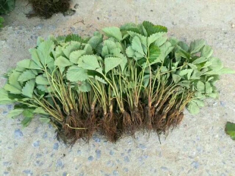 草莓苗红颜草莓苗全明星草莓苗章姬草莓苗