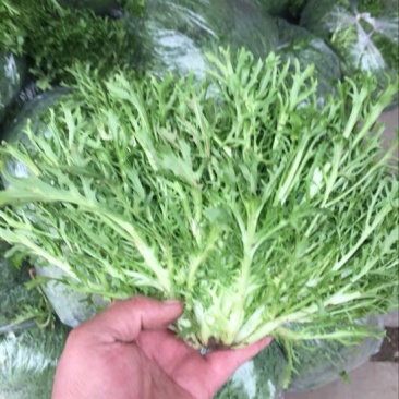 苦菊