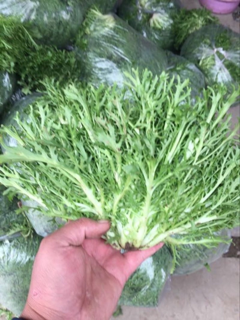 苦菊