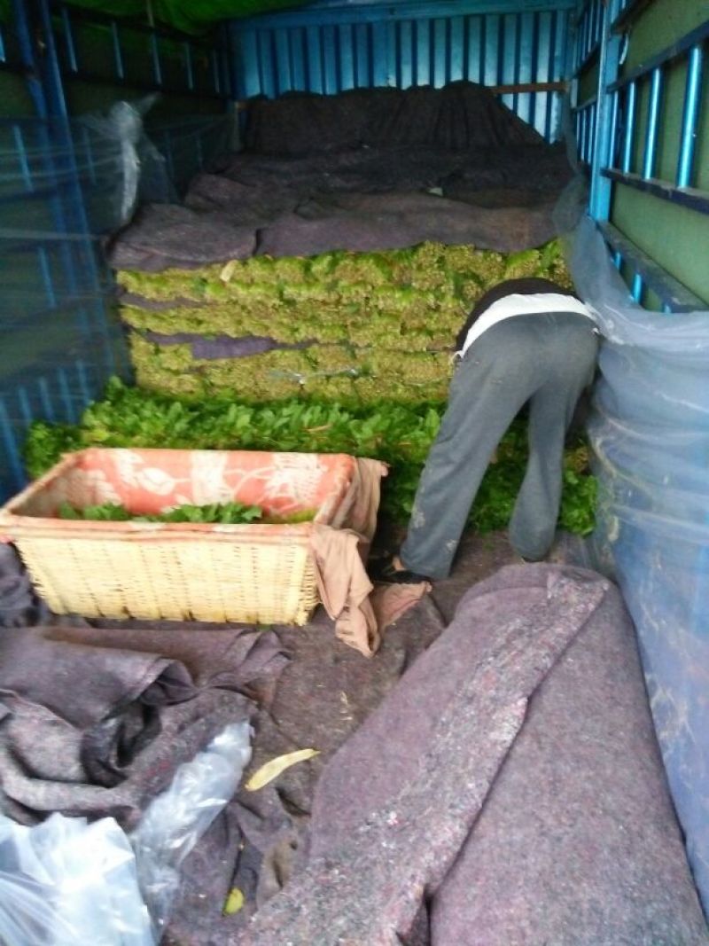 大叶菠菜15~20厘米