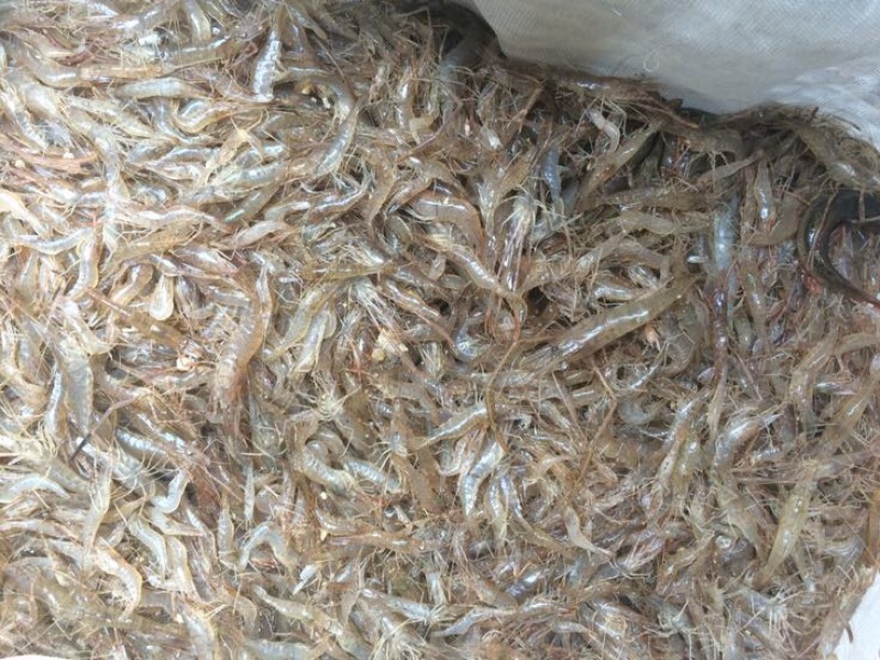 河虾