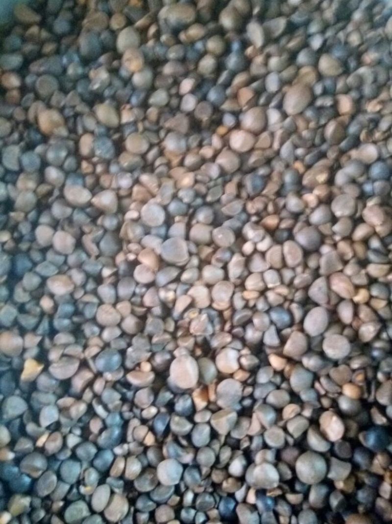 山茶油5斤