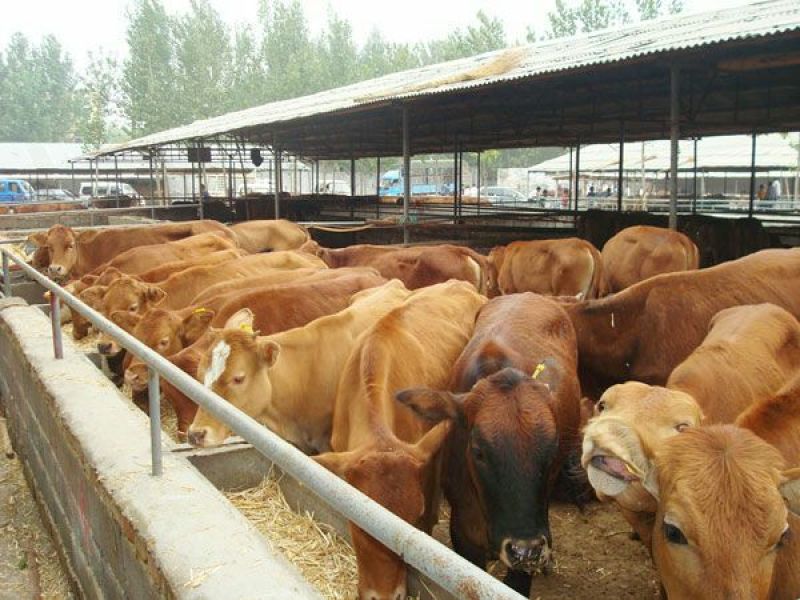西门塔尔牛犊400~500kg
