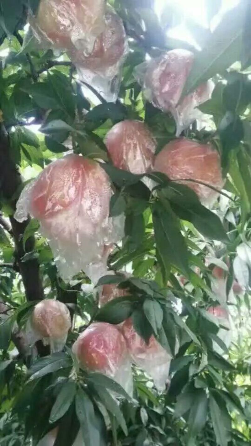 陕西大荔膜袋毛桃，秦王，富岛大量上市。货源充足质量保证