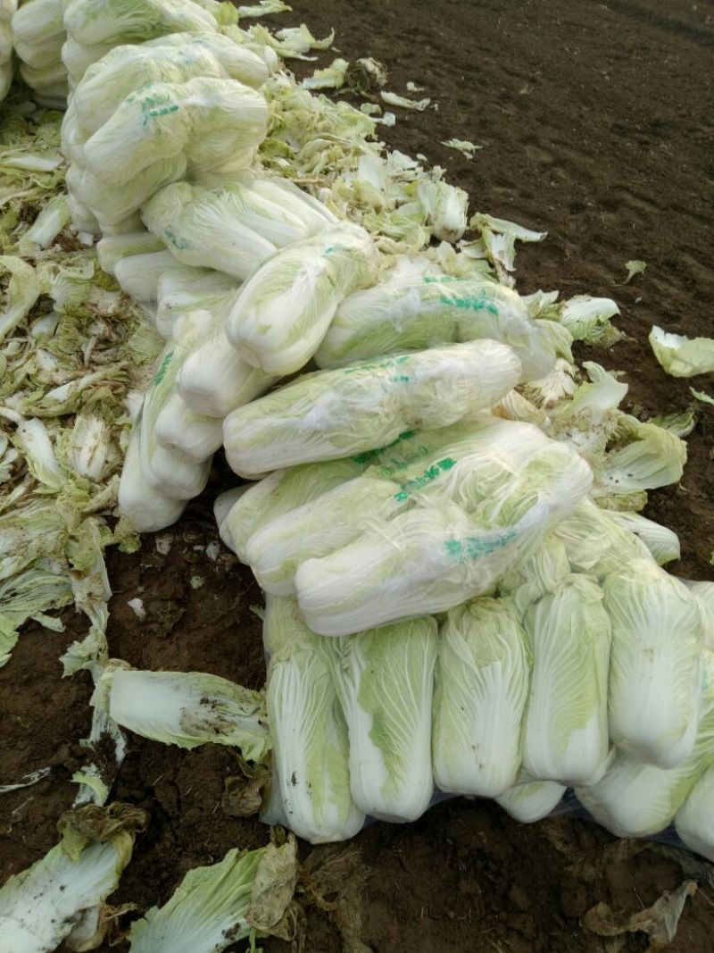 精品产地直供，大白菜4斤以上大量供应