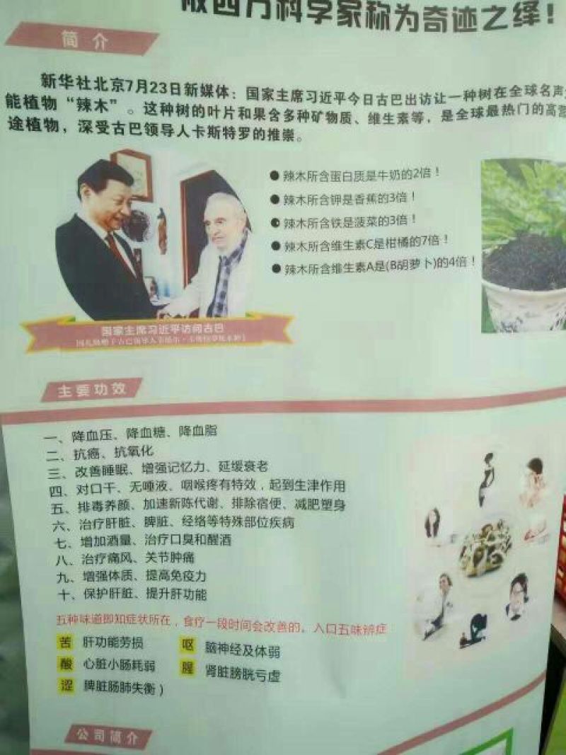 辣木茶一级