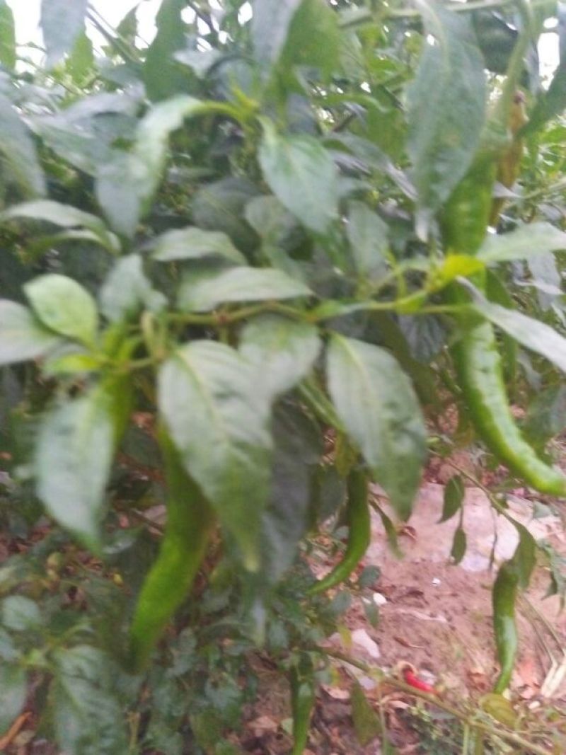 湘研15