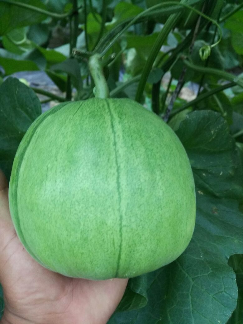 山东潍坊市寿光市绿宝甜瓜 0.5斤以上批发_18