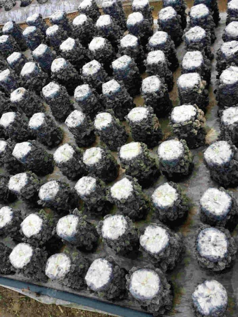 干木耳一级