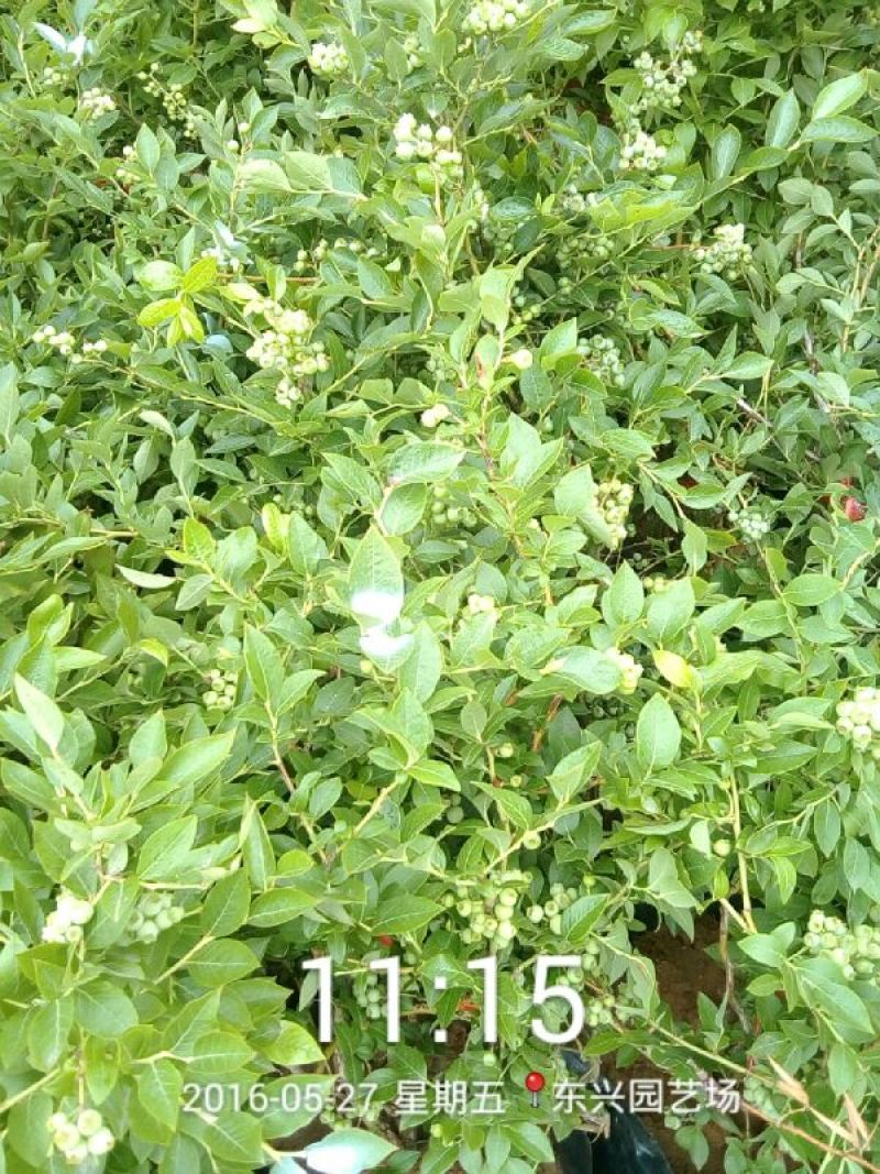 蓝莓苗30~50cm1~2年