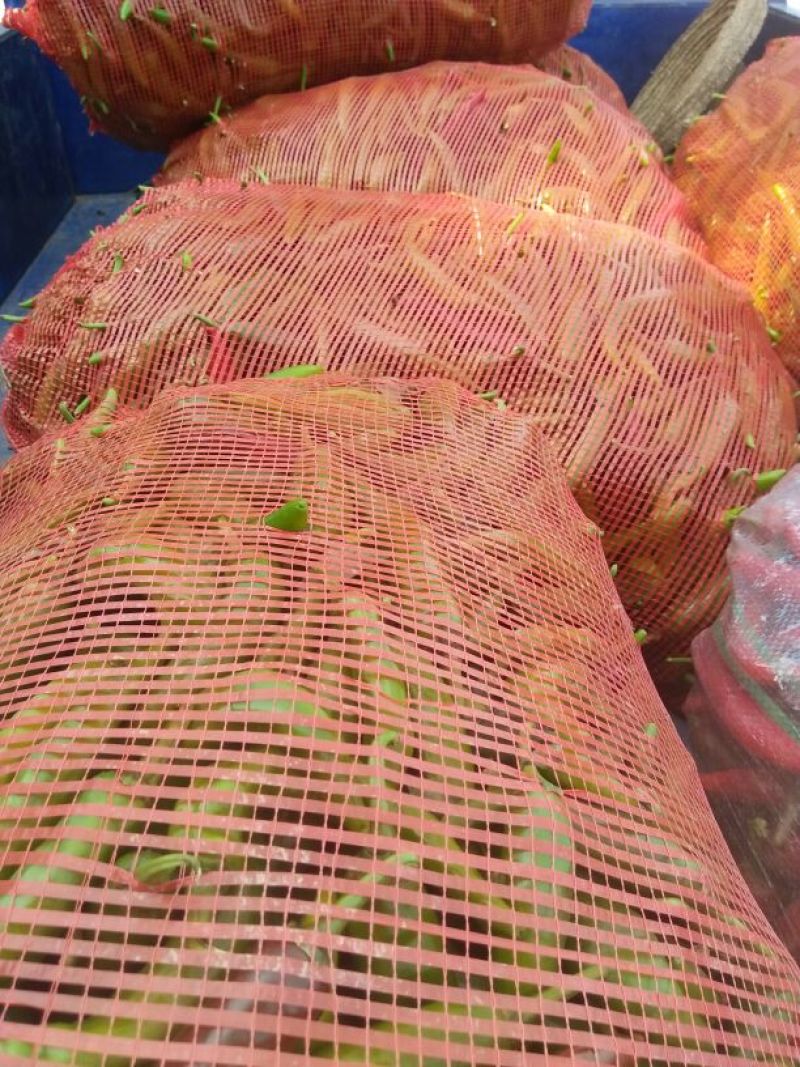 湘研15