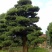 罗汉松树桩15~20cm