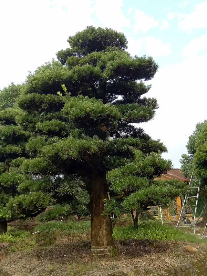罗汉松树桩15~20cm