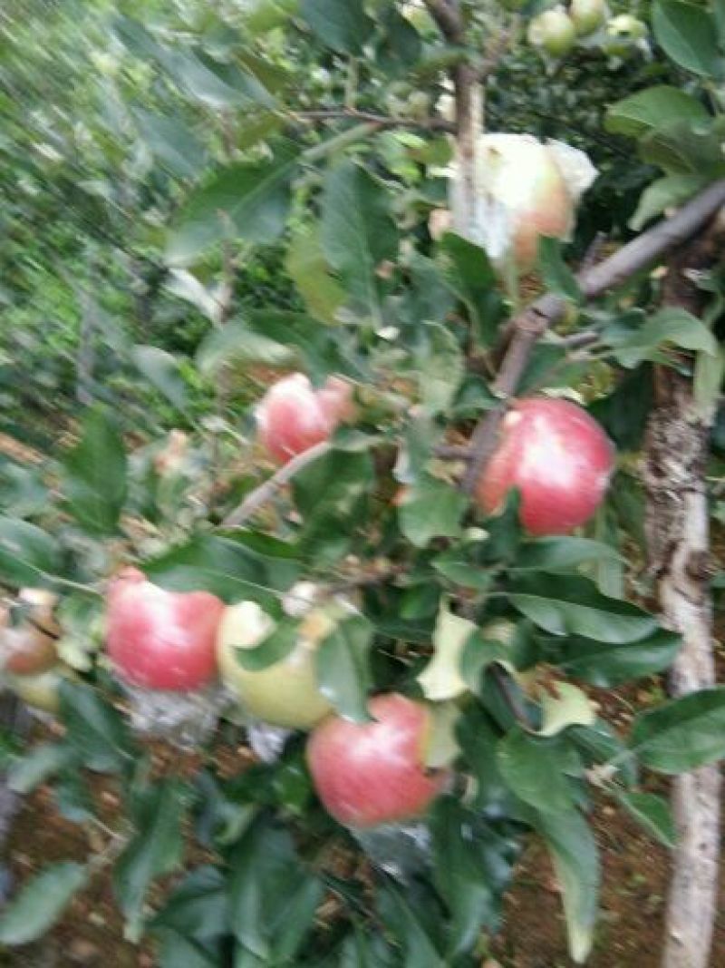 美八苹果膜袋
