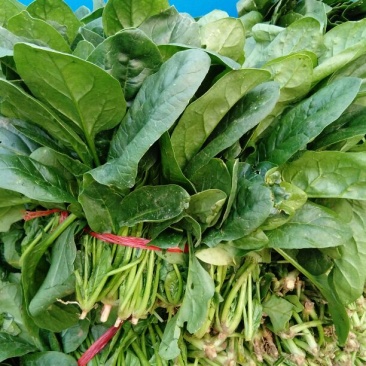 大叶菠菜25~30厘米