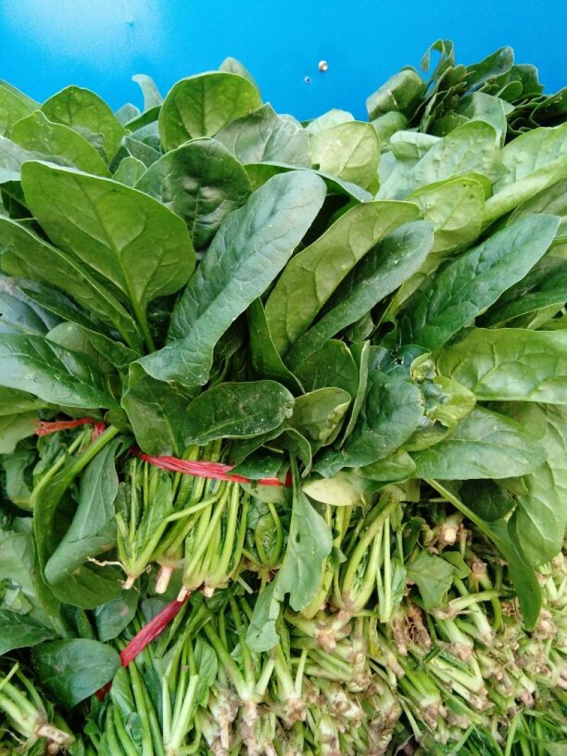 大叶菠菜25~30厘米
