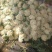 菜花2-3斤适中乳白。随到随装
