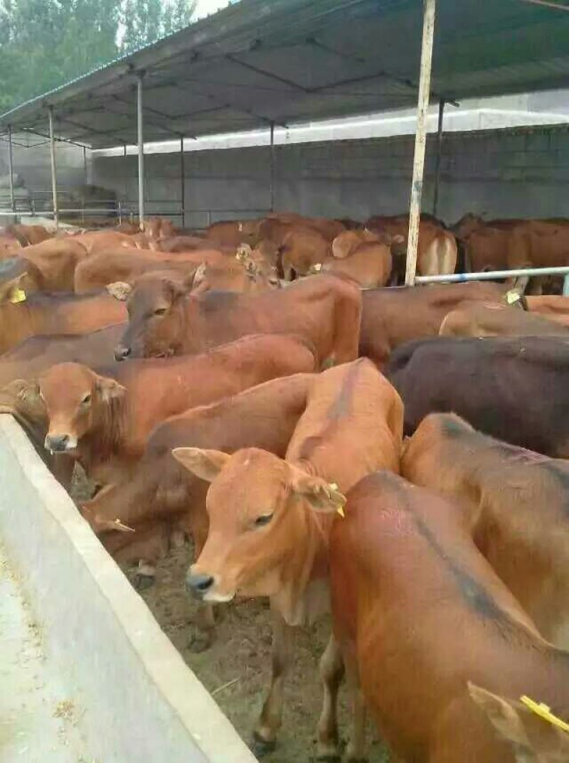 西门塔尔牛200~300斤牛犊，育肥牛，肉牛犊