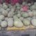 西州蜜瓜3斤以上椭圆形