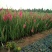 非洲菊