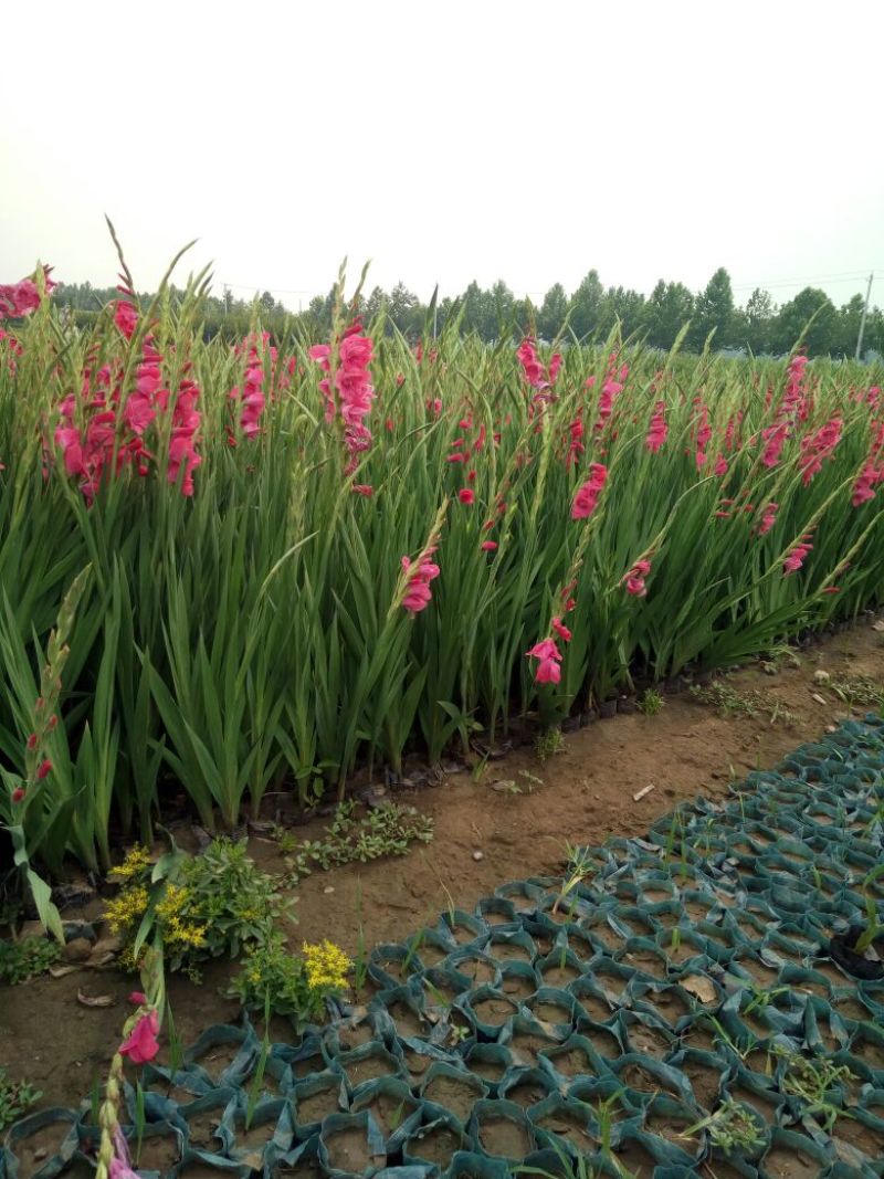 非洲菊