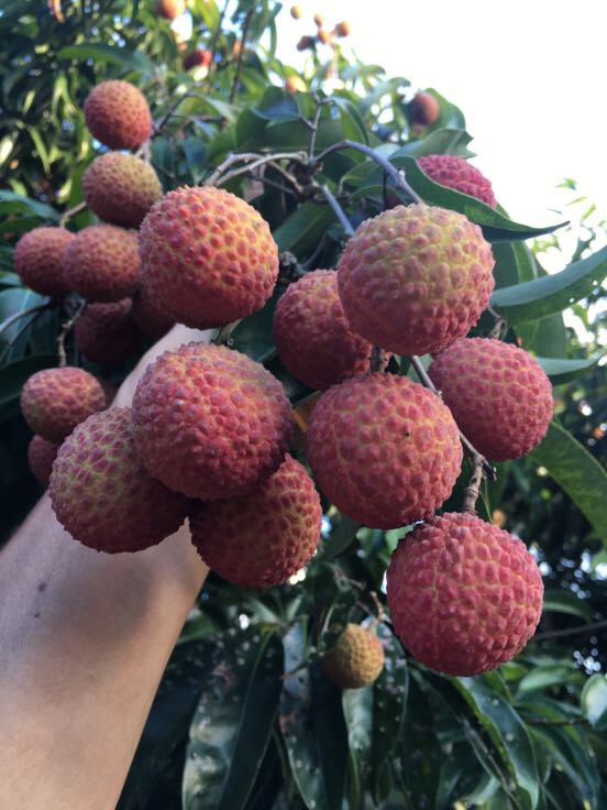 广东阳江市阳西县双肩玉荷苞荔枝 2cm以上批