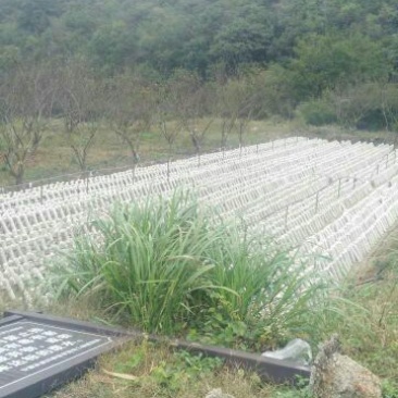 干木耳一级