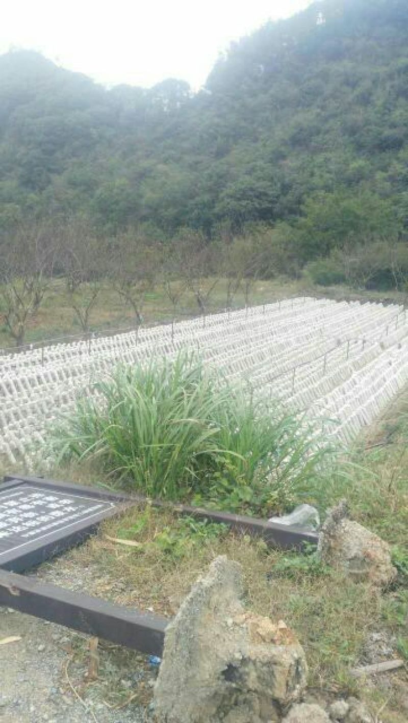 干木耳一级