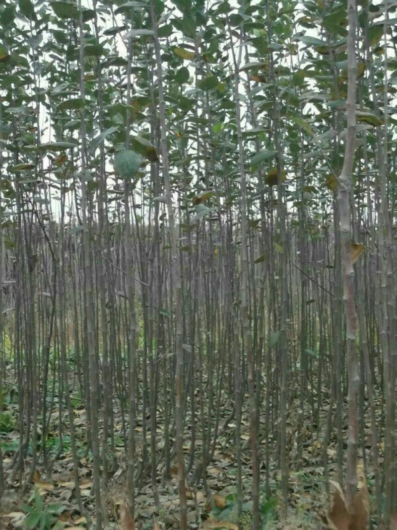 苹果树苗70~80cm80cm以上品种齐全自家育苗