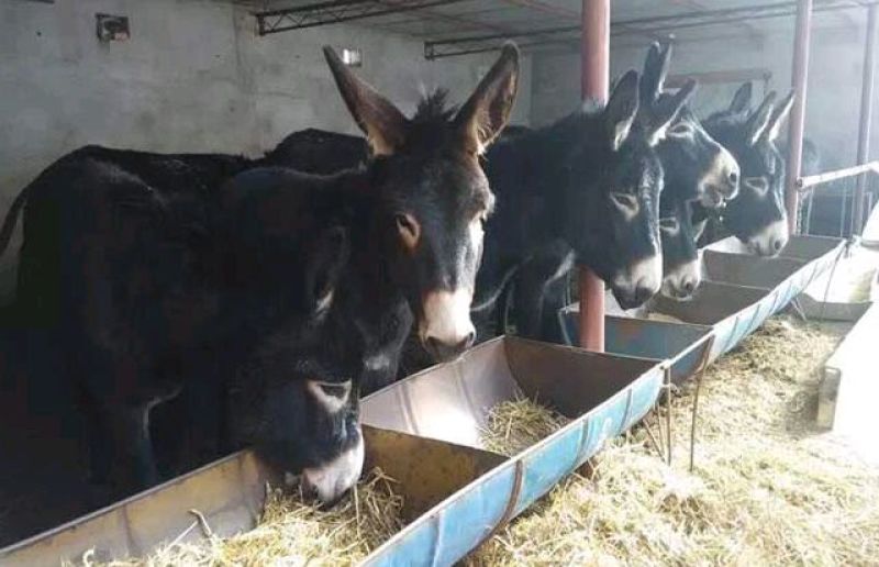 肉驴