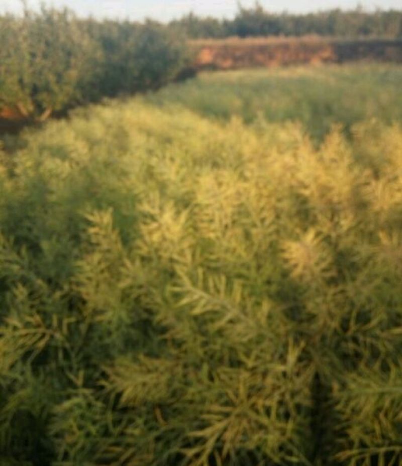 压榨菜籽油二级
