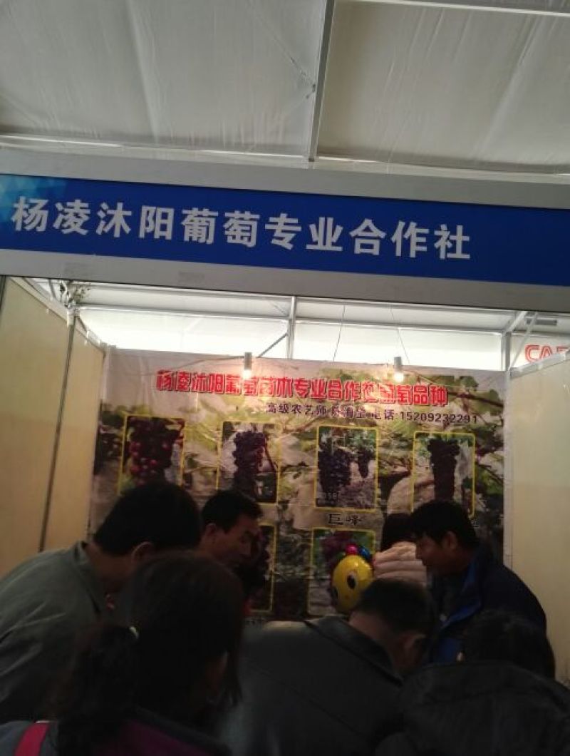 户太八号葡萄苗免费技术跟踪服务保证质量纯度成活率