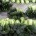 油墨菜15~20cm以上
