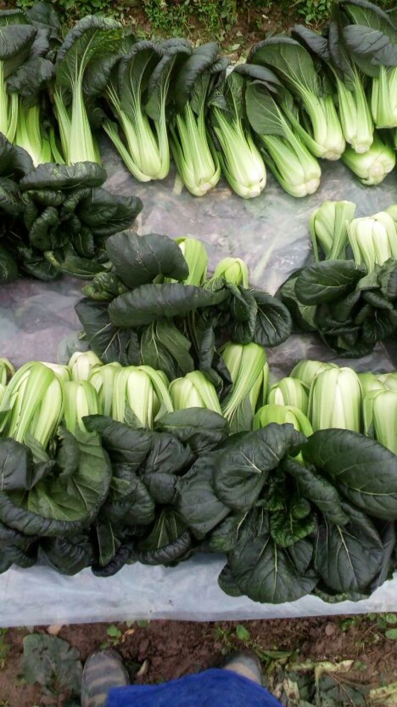 油墨菜15~20cm以上