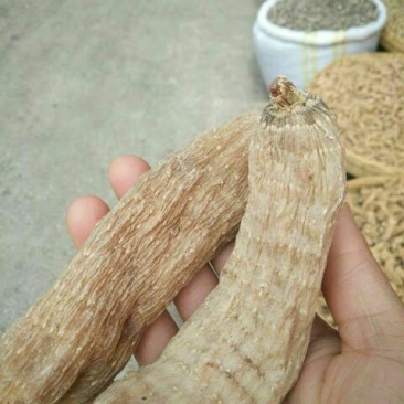 天麻二级