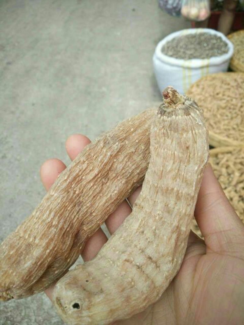 天麻二级