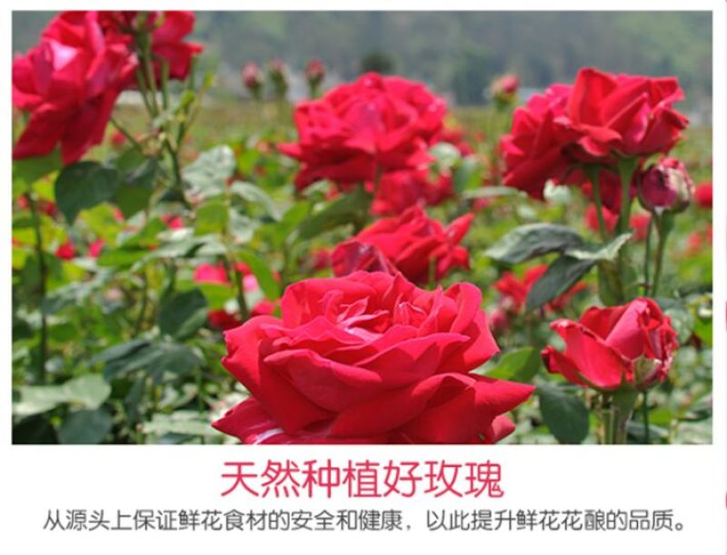 玫瑰酱
