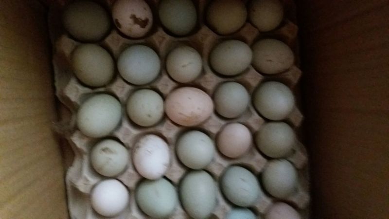 绿壳鸡蛋食用50~60g