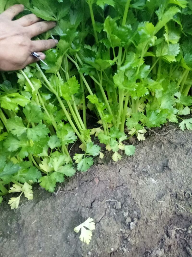 洪志蔬菜产地直供，优质西芹刚刚上市，欢迎老板前来采购。