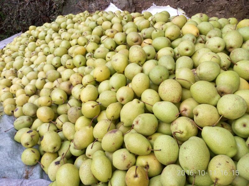 子母梨250~300g光果