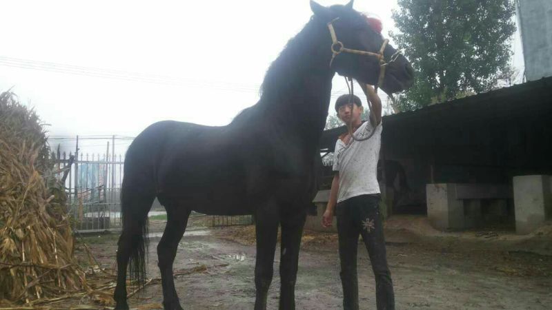 肉马400~500kg