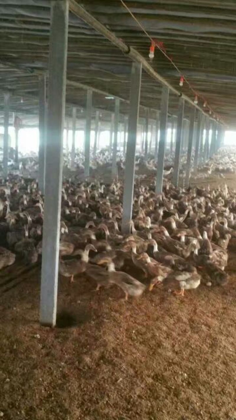 南阳孵化场黑金腚鸭苗统货