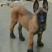 阿根廷杜高犬，狩猎犬品种齐全全国包邮包成活