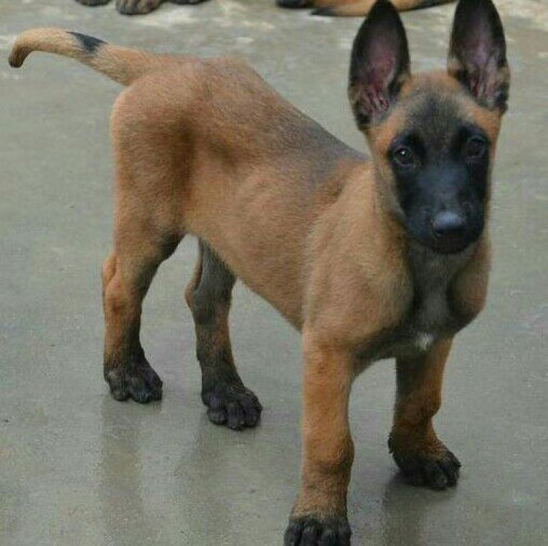 阿根廷杜高犬，狩猎犬品种齐全全国包邮包成活
