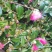 茶花树