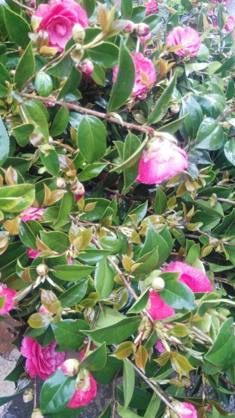 茶花树