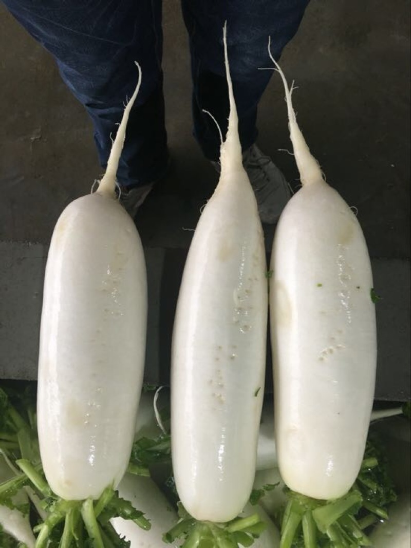 白萝卜