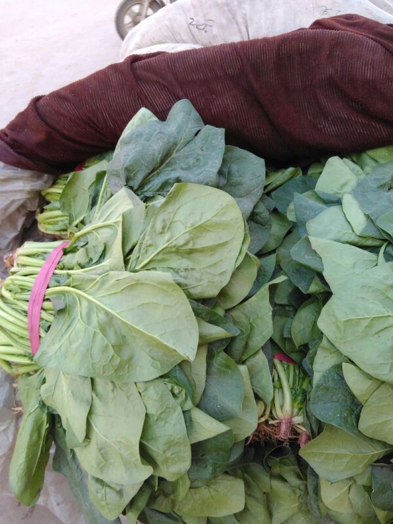 大叶菠菜25~30厘米