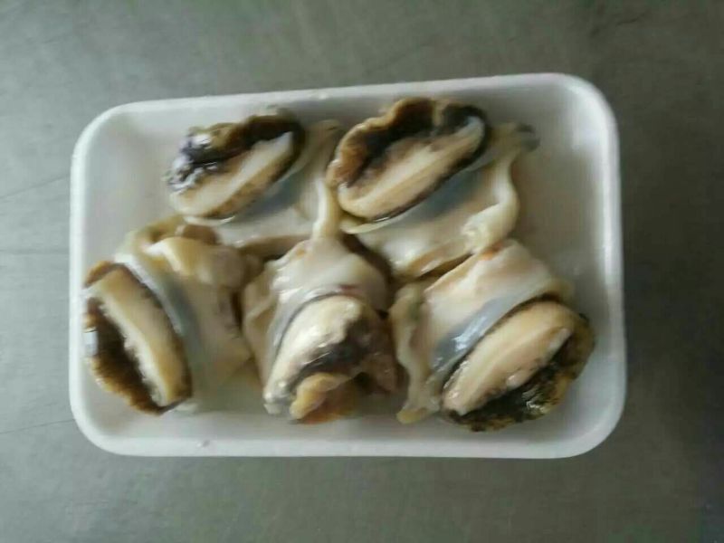 海螺食用冰冻5~10只/kg