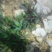 大叶芹